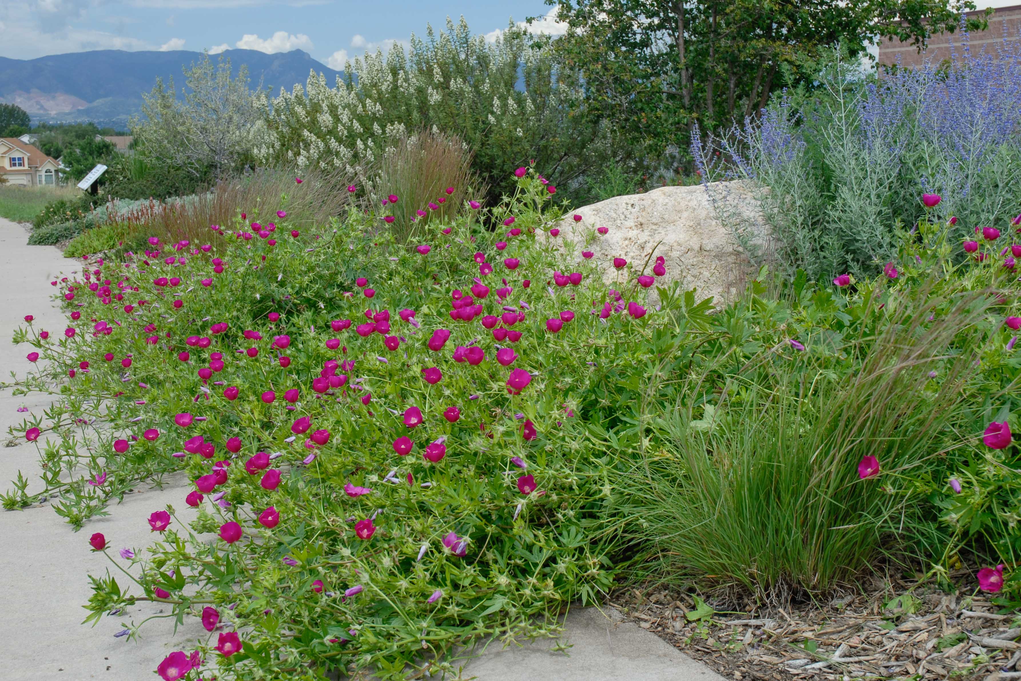 Cottonwood Creek Garden